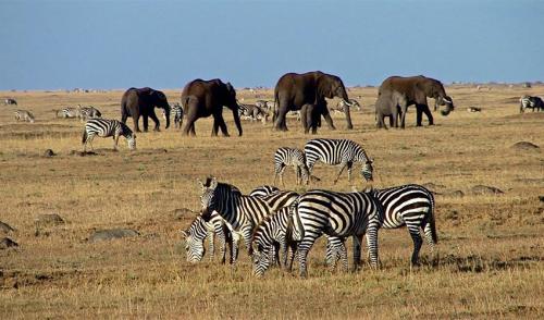 5-days-masai-mara-lake-nakuru-lake-naivasha-safari2