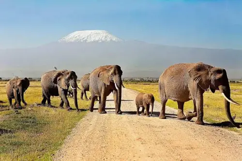 Amboseli-National-Park-Natural-World-Kenya-Safaris.jpg