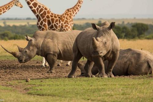 Ol-Pejeta-Rhinos-Giraffes-1