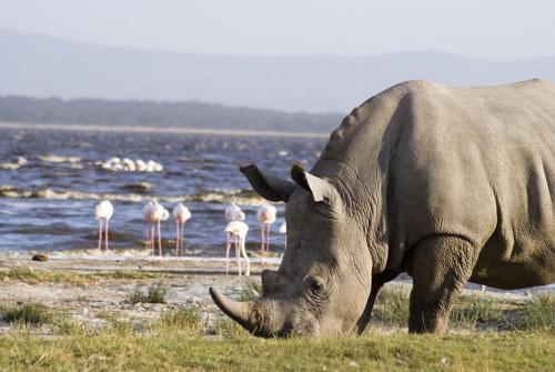 Rhino-in-Lake-Nakuru-National-Park-scaled