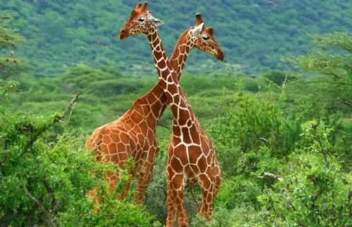 Samburu-Special-Five-Reticulated-Giraffe-Natural-World-Kenya-Safaris.jpg