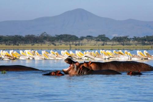 lake-naivasha-trip-kenya